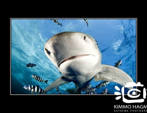 Underwater Photography – Shark Close Up